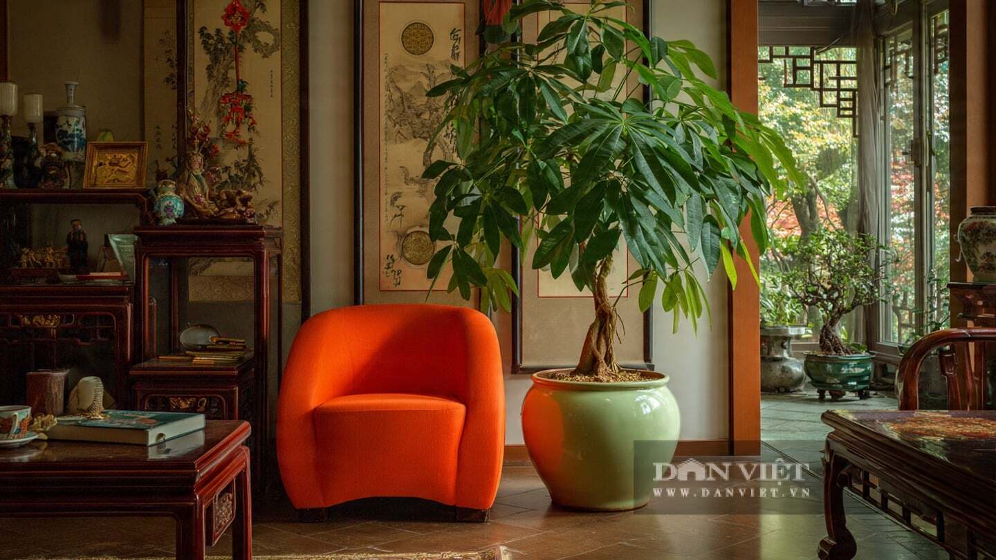 Lá của cây cảnh này có màu xanh ngọc bích và bóng mượt