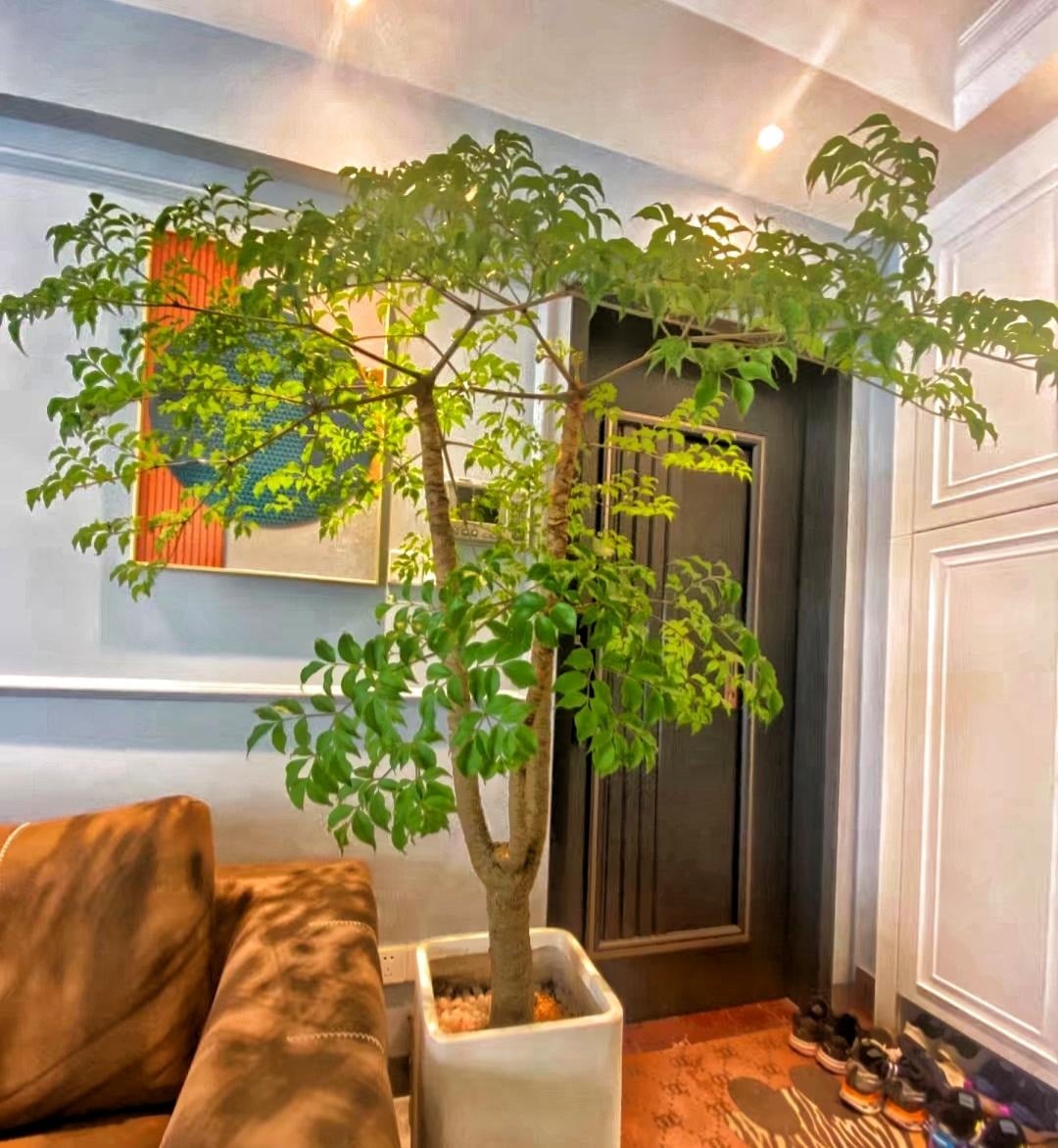 Cây cảnh này tượng trưng cho hạnh phúc gia đình. Ảnh minh họa Toutiao