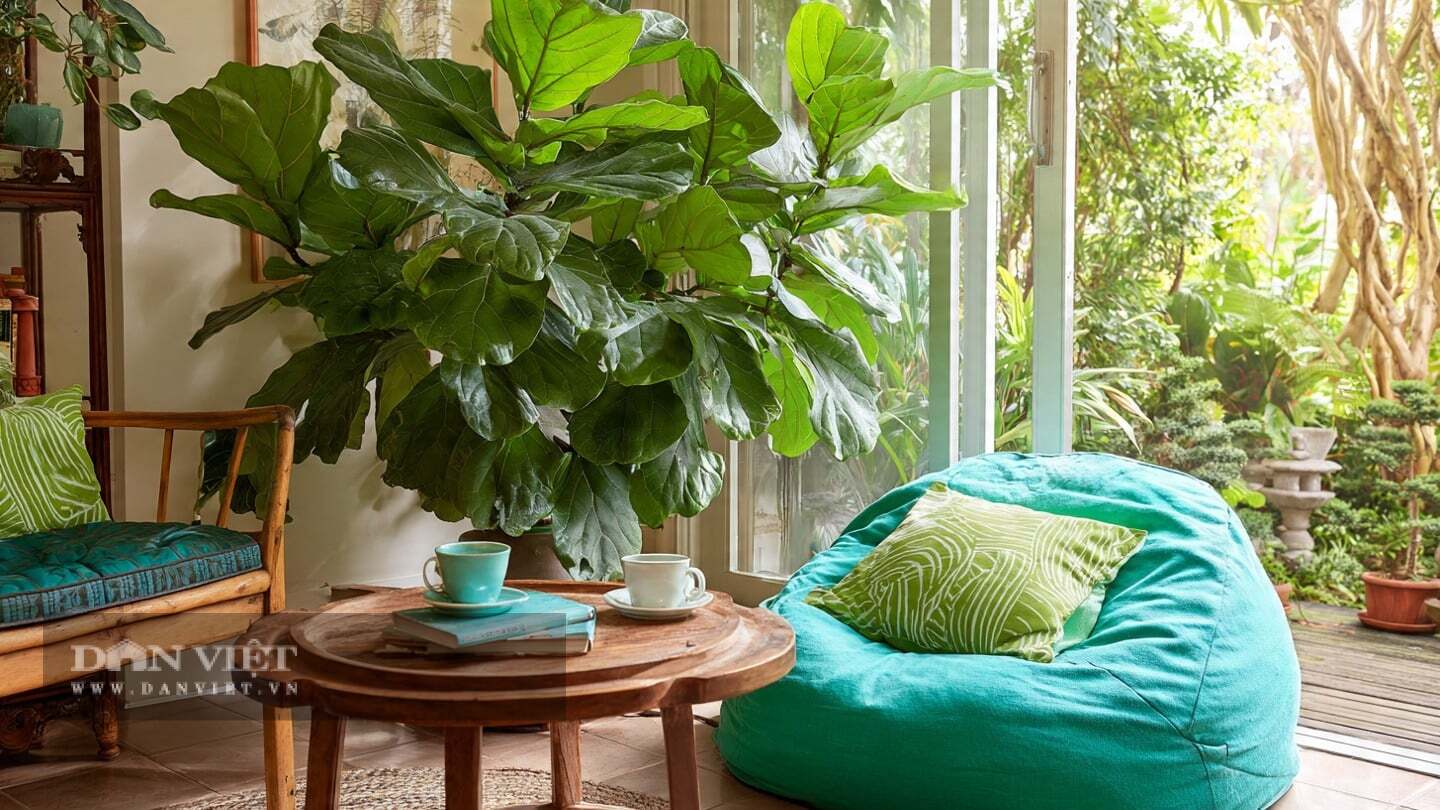 Cây cảnh bàng Singarpore đã trở thành cây nổi tiếng trong thế giới trang trí nội thất những năm gần đây.