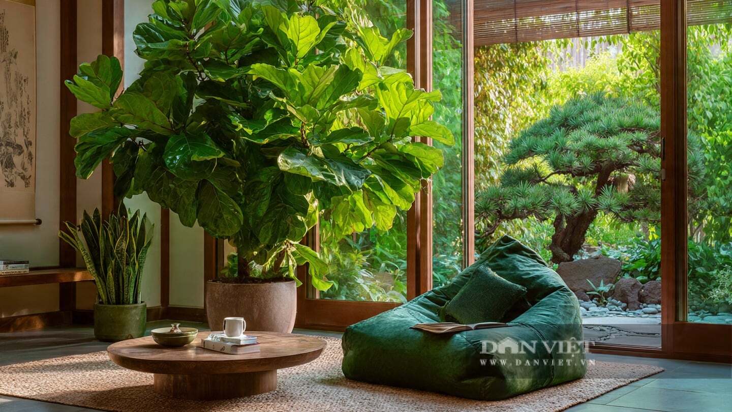 Việc trồng cây cảnh bàng Singarpore trong phòng khách giống như mời một thiên thần hộ mệnh vào nhà