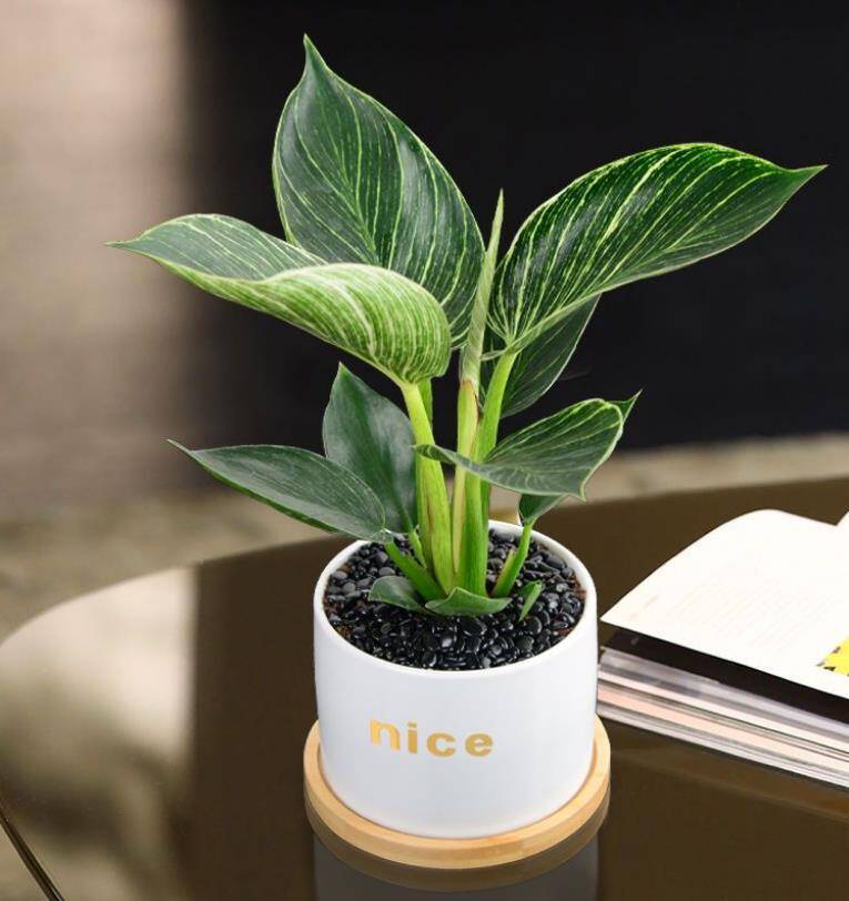 Trồng 10 chậu kim tiền không bằng 1 chậu này, nó là “vua trừ tà”, giúp hút tài lộc cực mạnh - 2