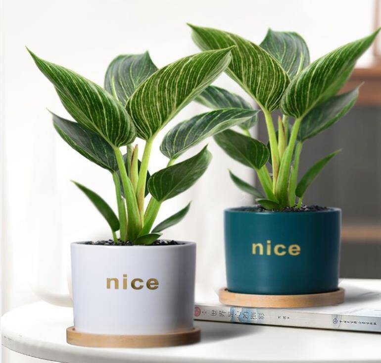 Trồng 10 chậu kim tiền không bằng 1 chậu này, nó là “vua trừ tà”, giúp hút tài lộc cực mạnh - 3