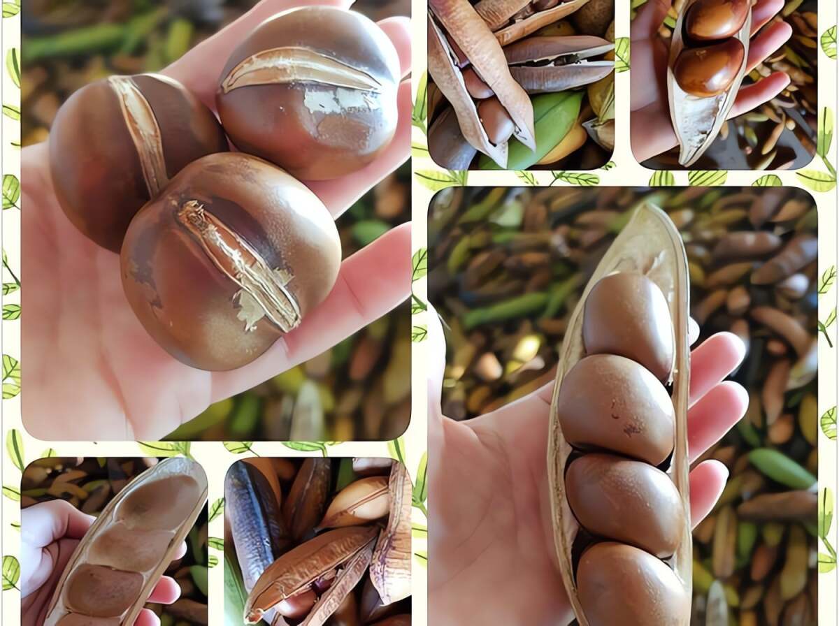 Hạt như chuỗi nguyên bảo tuyệt đẹp