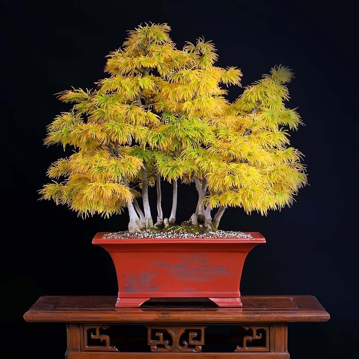 Cây cảnh cũng có ý nghĩa cho sự thịnh vượng