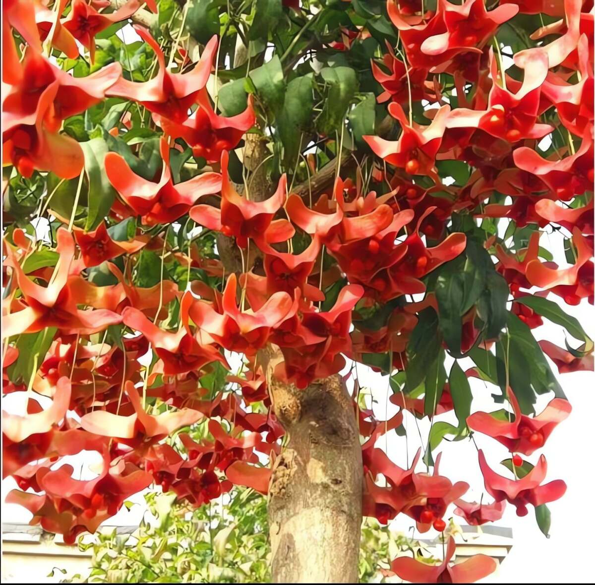 Cây cảnh này có thể kết trái đến nửa năm