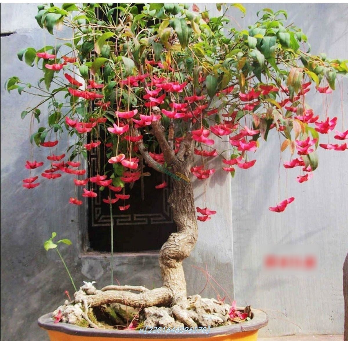 Quả mọng đỏ tươi rủ xuống như bướm hoặc thỏi vàng