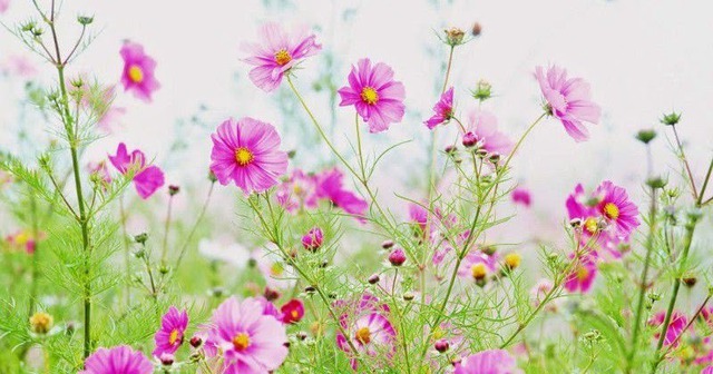 Theo tử vi, người sinh vào giờ Tý Âm lịch là những người vừa thông minh, vừa tốt bụng - Ảnh minh họa.