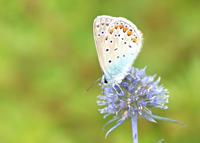 Thuộc hành Hỏa, tài vận của người sinh giờ Tỵ thường gắn liền với giao thương, môi giới, buôn bán hoặc những ngành nghề cần kết nối con người - Ảnh minh họa.