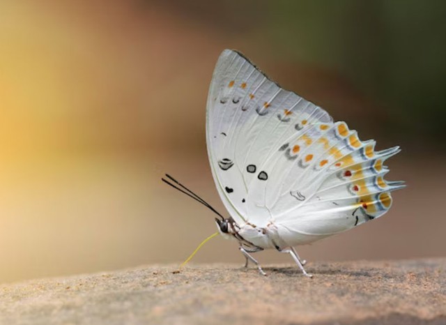 Thuộc hành Kim, tài vận của người sinh giờ Thân gắn với tích lũy, xoay vòng vốn và sử dụng nguồn lực hiệu quả - Ảnh minh họa.