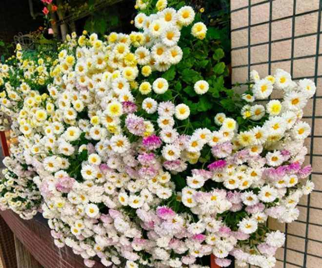 Hoa “tài lộc” rất hợp không khí Tết Nguyên đán, đổi màu liên tục, không những thơm mà còn ăn được - 1