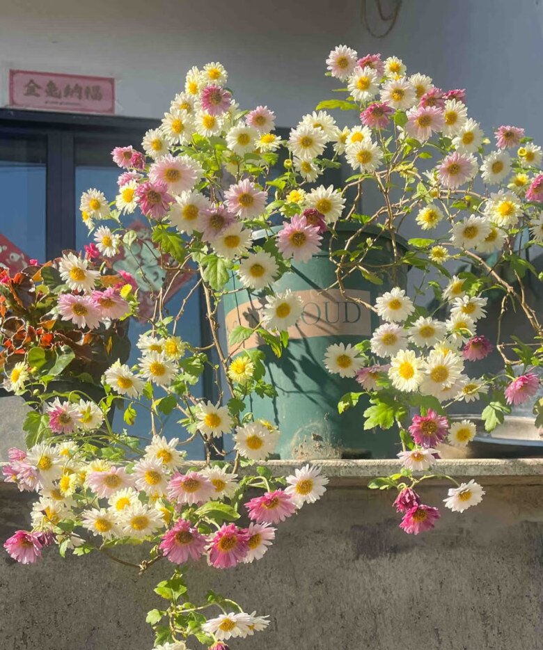 Hoa “tài lộc” rất hợp không khí Tết Nguyên đán, đổi màu liên tục, không những thơm mà còn ăn được - 3