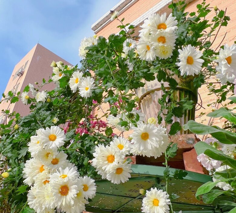 Hoa “tài lộc” rất hợp không khí Tết Nguyên đán, đổi màu liên tục, không những thơm mà còn ăn được - 4