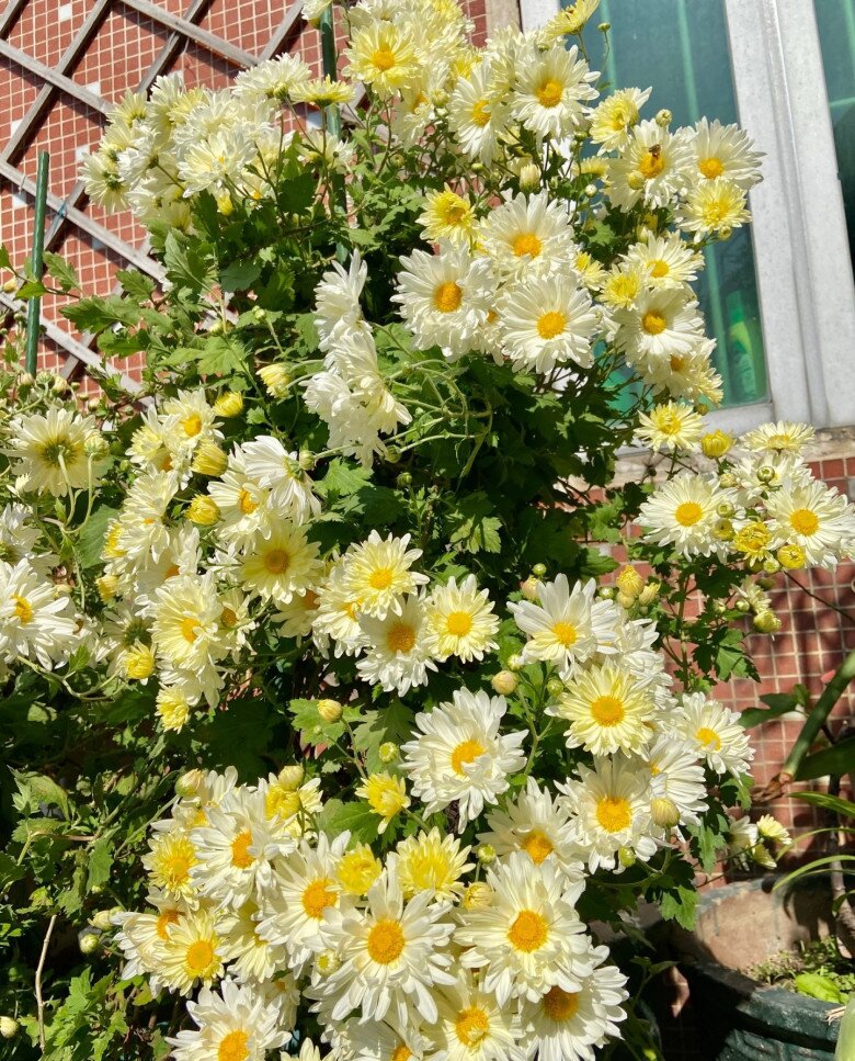 Hoa “tài lộc” rất hợp không khí Tết Nguyên đán, đổi màu liên tục, không những thơm mà còn ăn được - 5