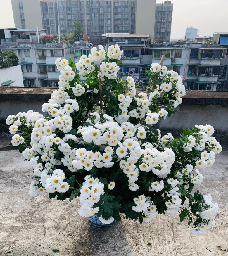 Hoa “tài lộc” rất hợp không khí Tết Nguyên đán, đổi màu liên tục, không những thơm mà còn ăn được - 6