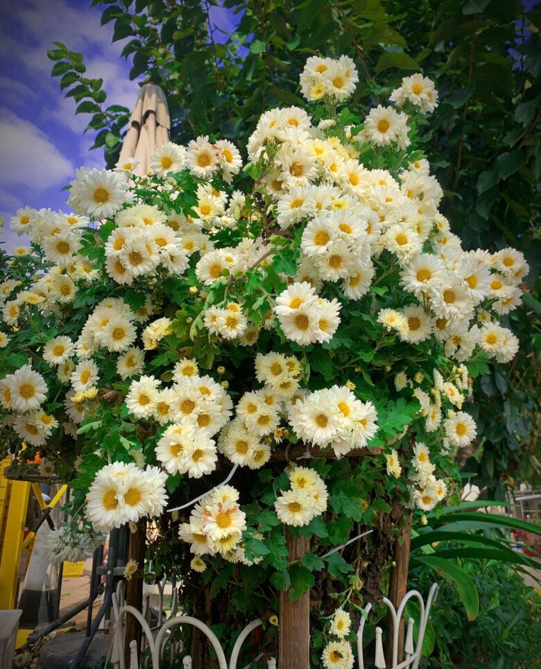 Hoa “tài lộc” rất hợp không khí Tết Nguyên đán, đổi màu liên tục, không những thơm mà còn ăn được - 8