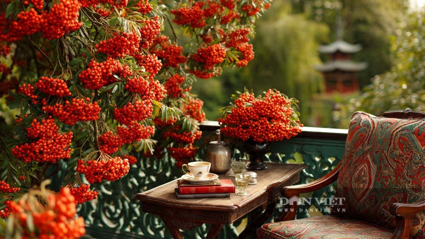 Cây cảnh có khả năng chịu lạnh khá tốt