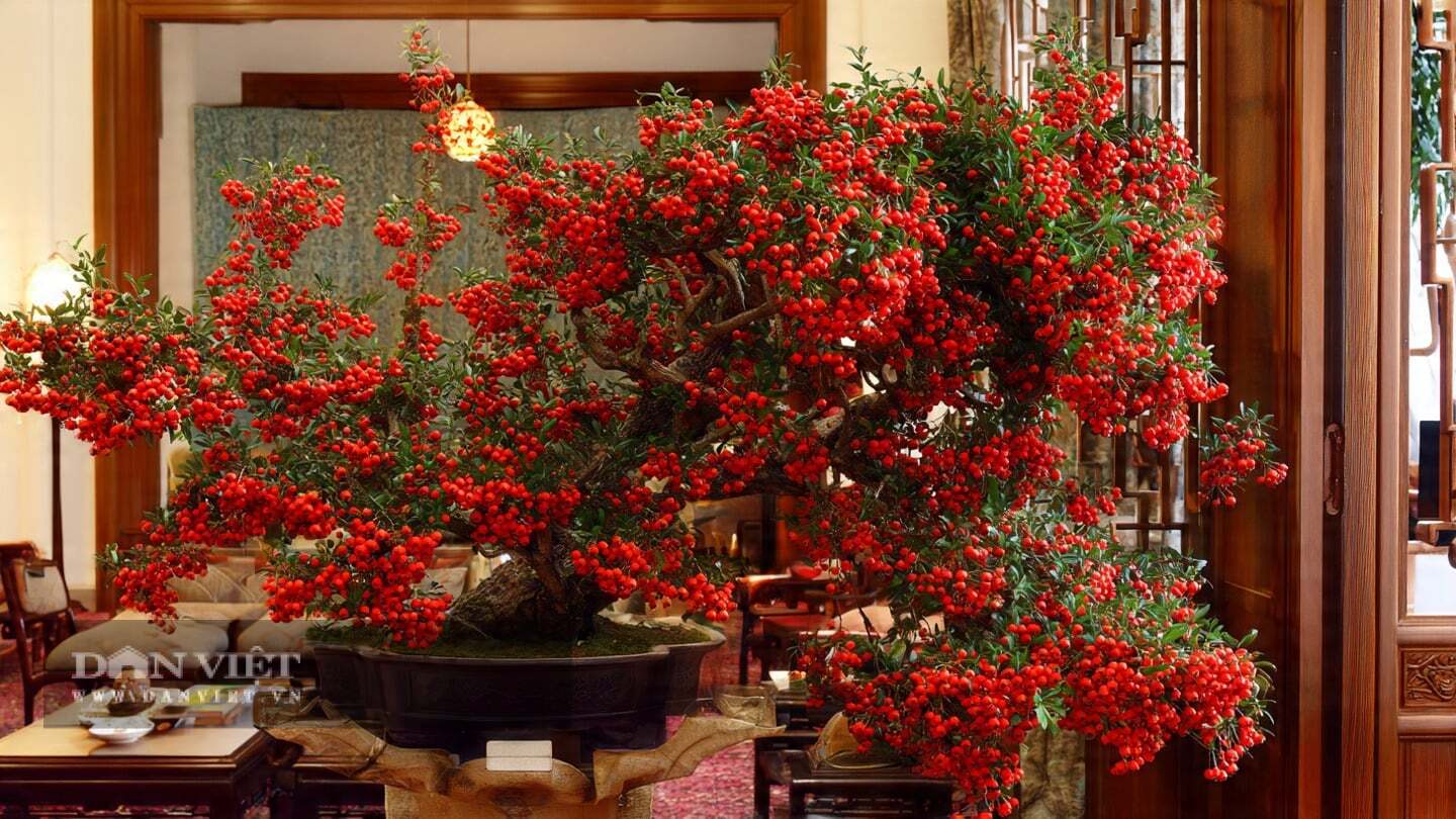 Cây cảnh có thể chữa lành