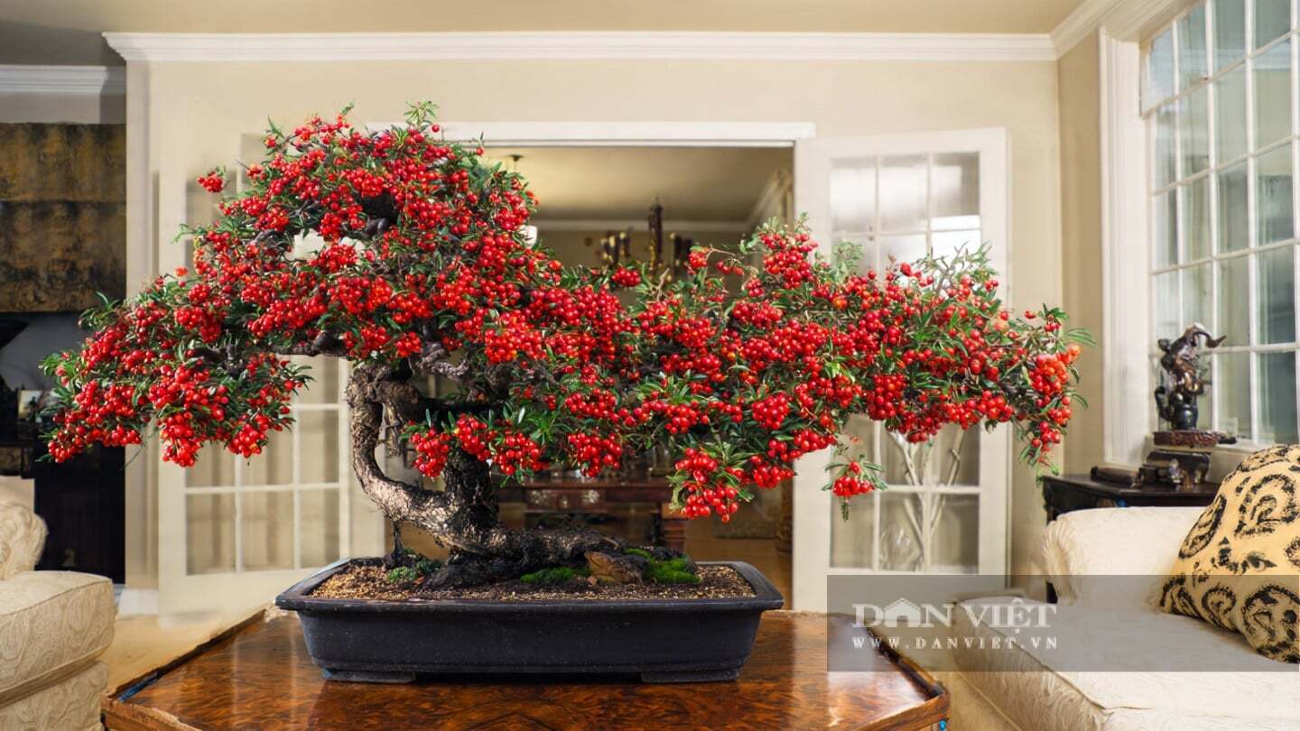 Cây cảnh rước lộc, chiêu may