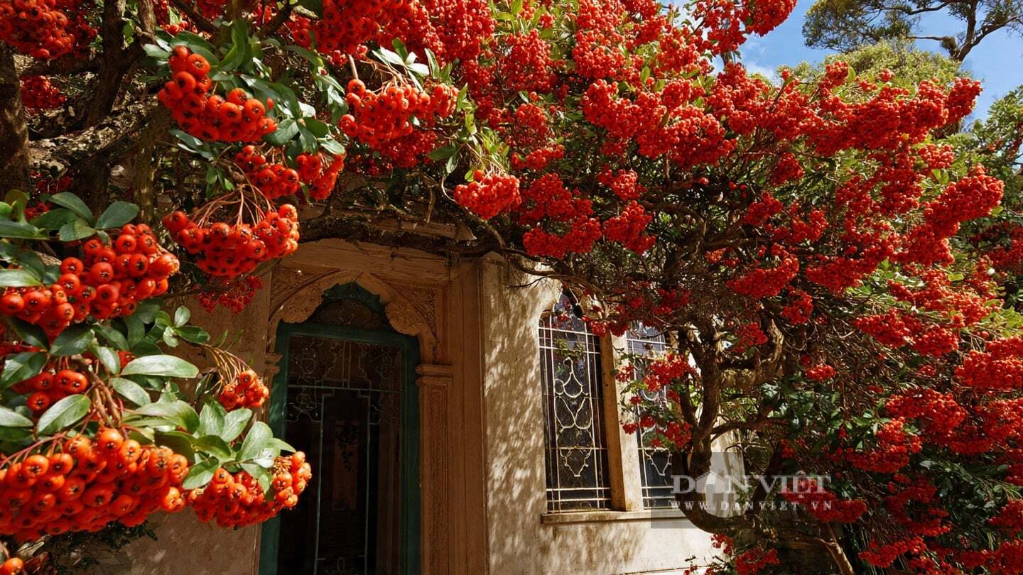 Cây cảnh cực kỳ dễ chăm sóc