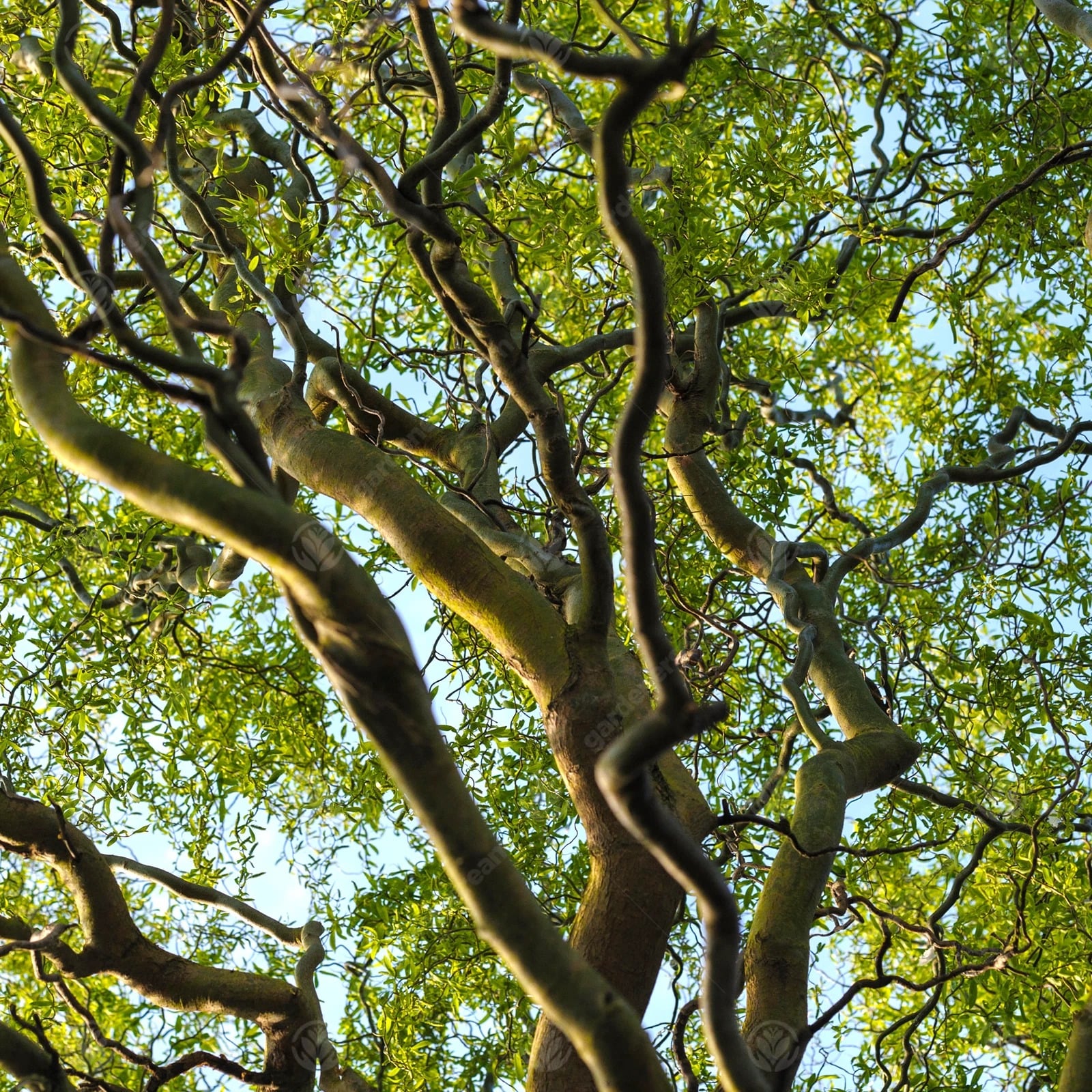 Những con rồng mạnh mẽ