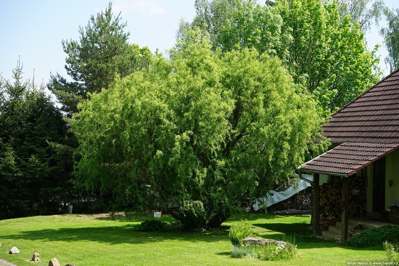 Cây cảnh thích khí hậu ôn đới