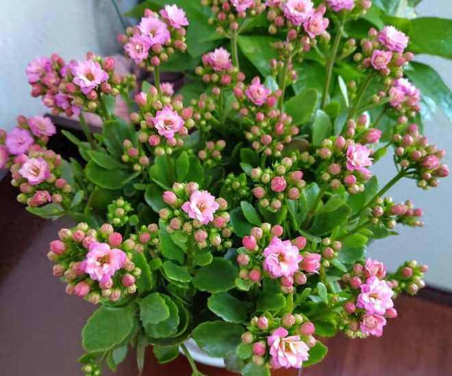 5 loài hoa “vượng khí” càng lạnh càng nở rộ rực rỡ, không cần chăm nhiều vẫn nở suốt 200 ngày mỗi năm - 1