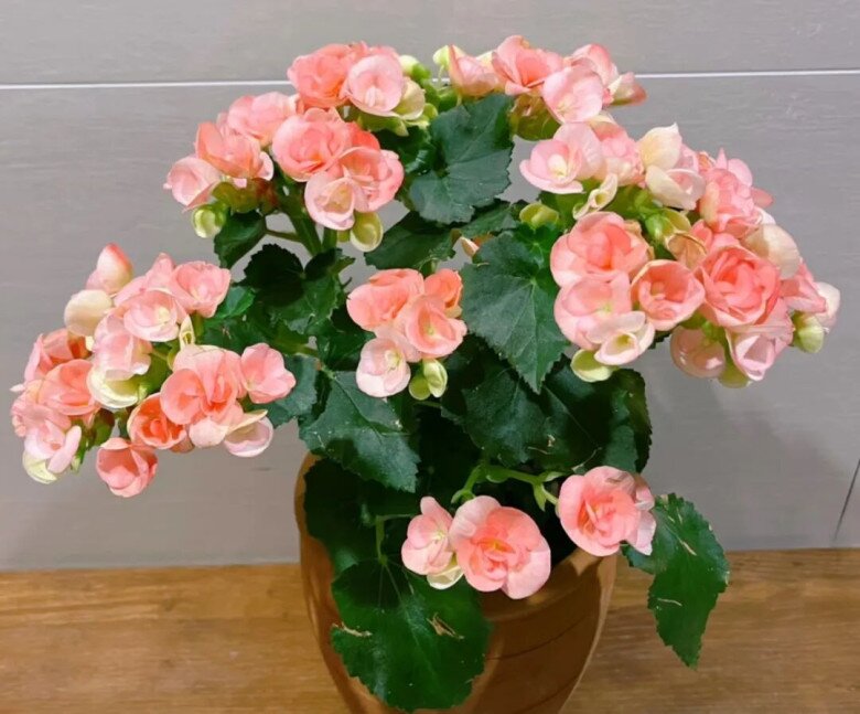 5 loài hoa “vượng khí” càng lạnh càng nở rộ rực rỡ, không cần chăm nhiều vẫn nở suốt 200 ngày mỗi năm - 5