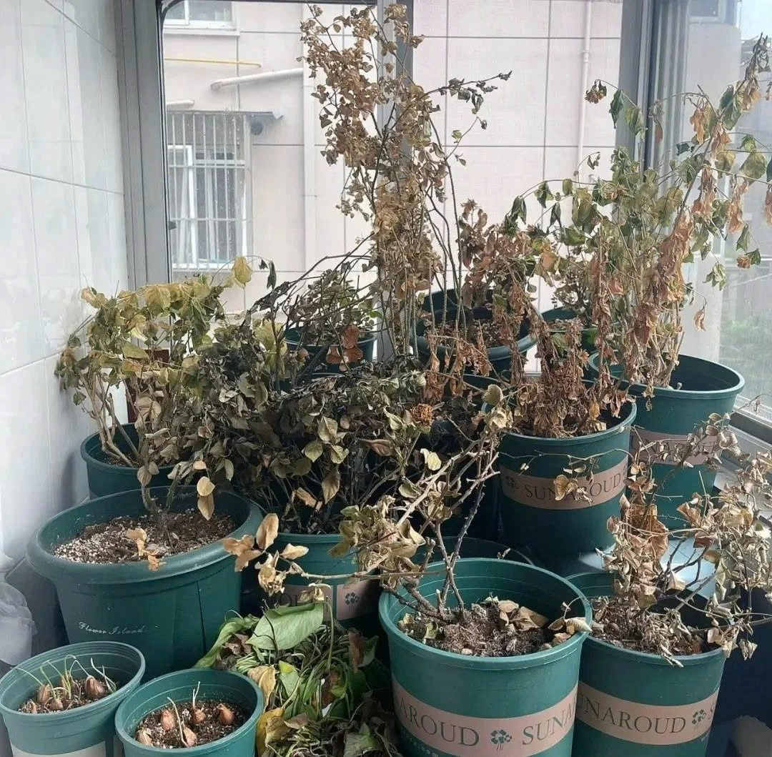 Nguyên tắc phong thủy trước cửa giúp giữ lộc, gọi tài - 6