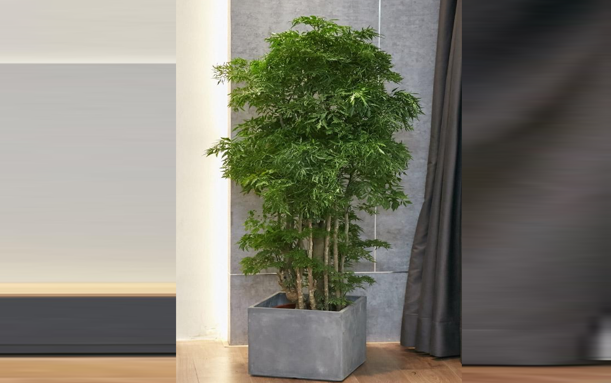 Cây Đinh lăng trồng lệch trước nhà, đón nắng tốt và không chắn lối đi chính, được xem là vị trí giúp giữ lộc và thu hút sinh khí. Ảnh: Baidu