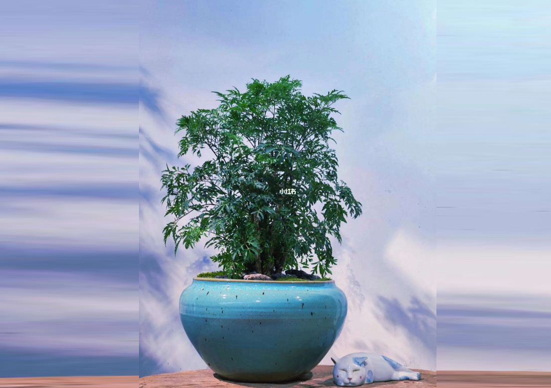 Đinh lăng xanh quanh năm, dáng gọn, dễ chăm sóc, tạo không gian sống xanh mát. Ảnh: Baidu