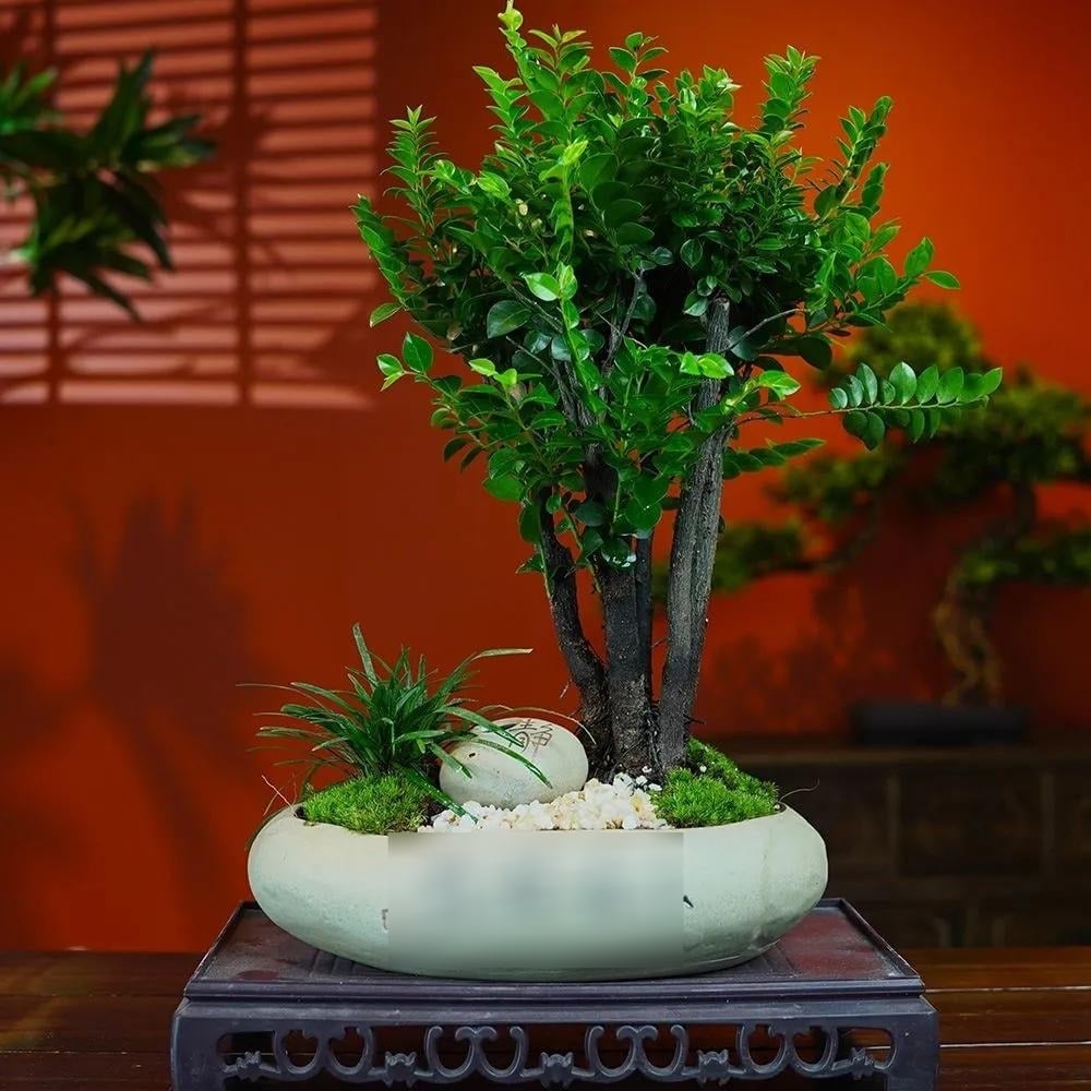 Trong phong thủy, cây cảnh tử đàn tượng trưng cho sự giàu có và cao quý