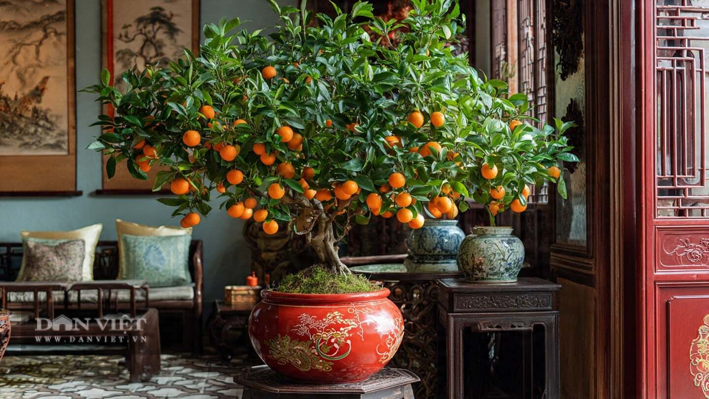 Quất không chỉ có giá trị trang trí mà còn có thể ăn được.