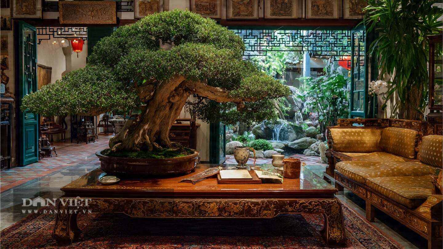 Cây cảnh không chỉ làm đẹp không gian nhà cửa mà còn bền bỉ