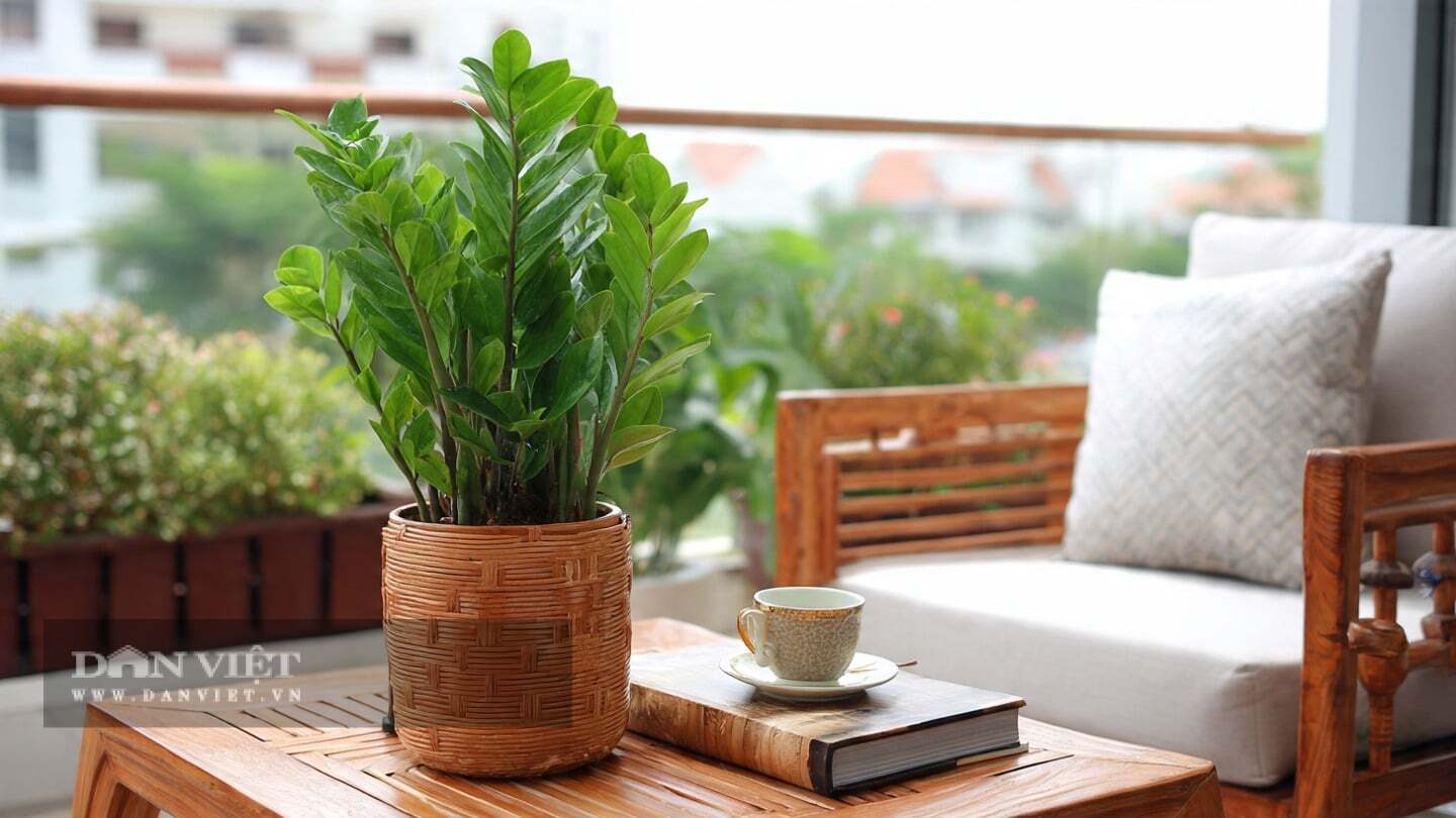 Cây kim tiền có tán lá xếp gọn gàng