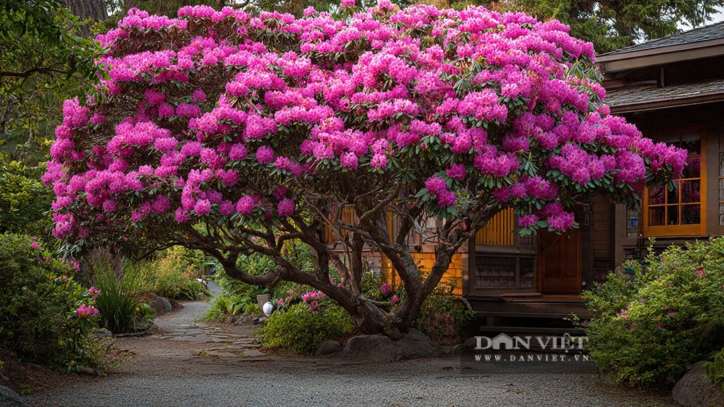 Cây cảnh dường như đang kể những câu chuyện cảm động.