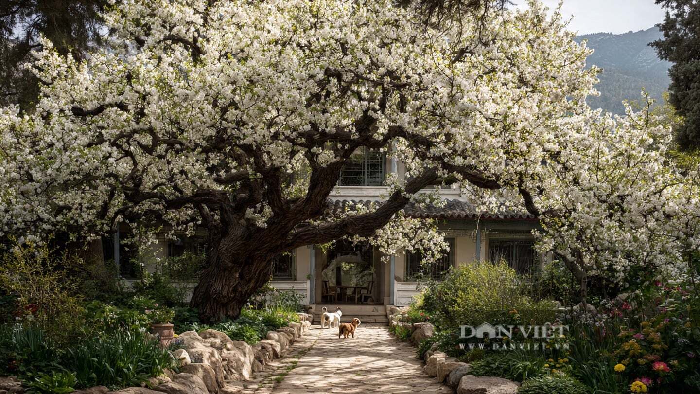 Trồng một cây mơ giống như gieo mầm hy vọng cho tương lai