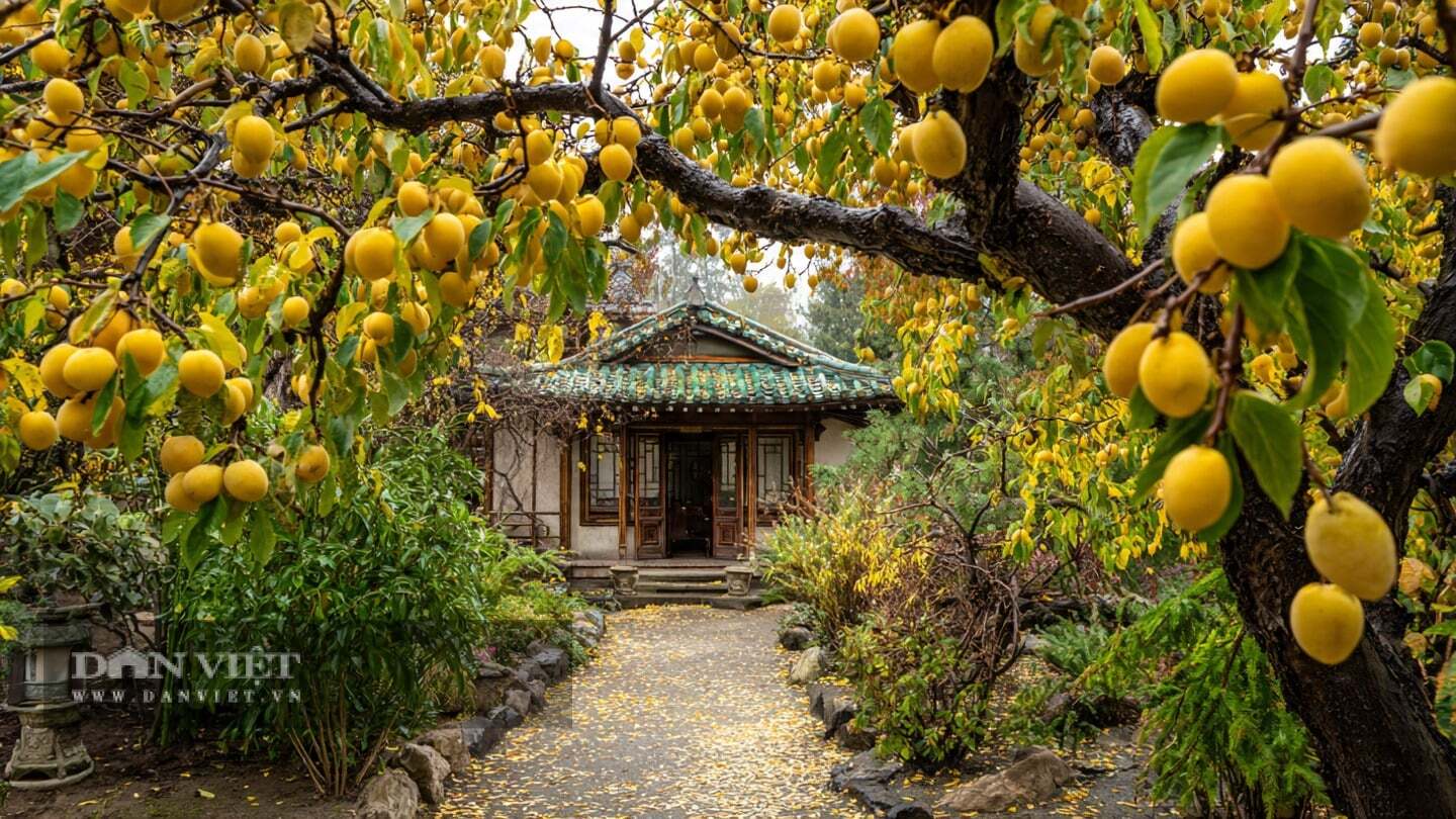 Cây mơ là biểu tượng của những buổi sum họp gia đình