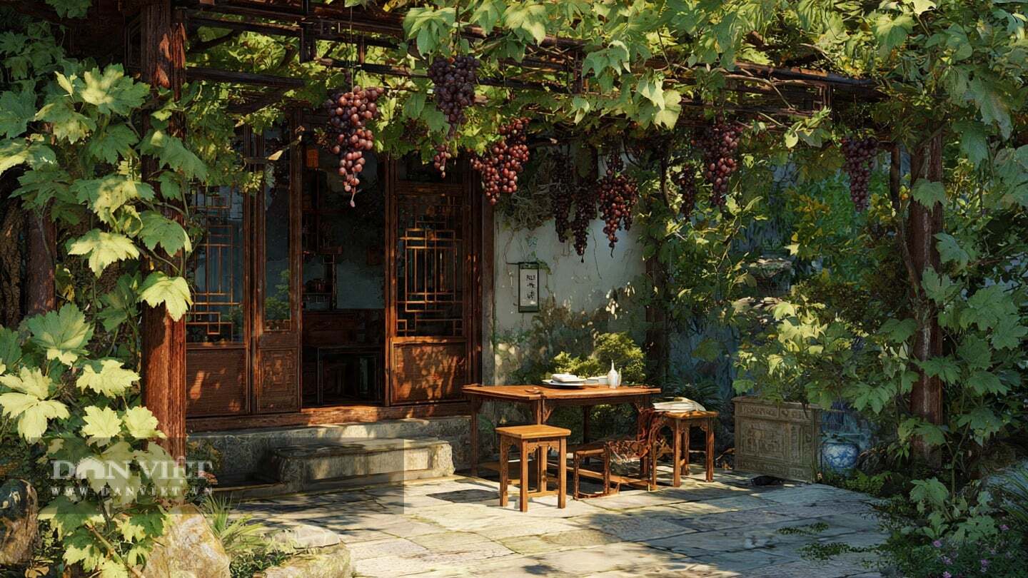 Người xưa dặn, trong sân trồng nho mang lại mùa màng bội thu