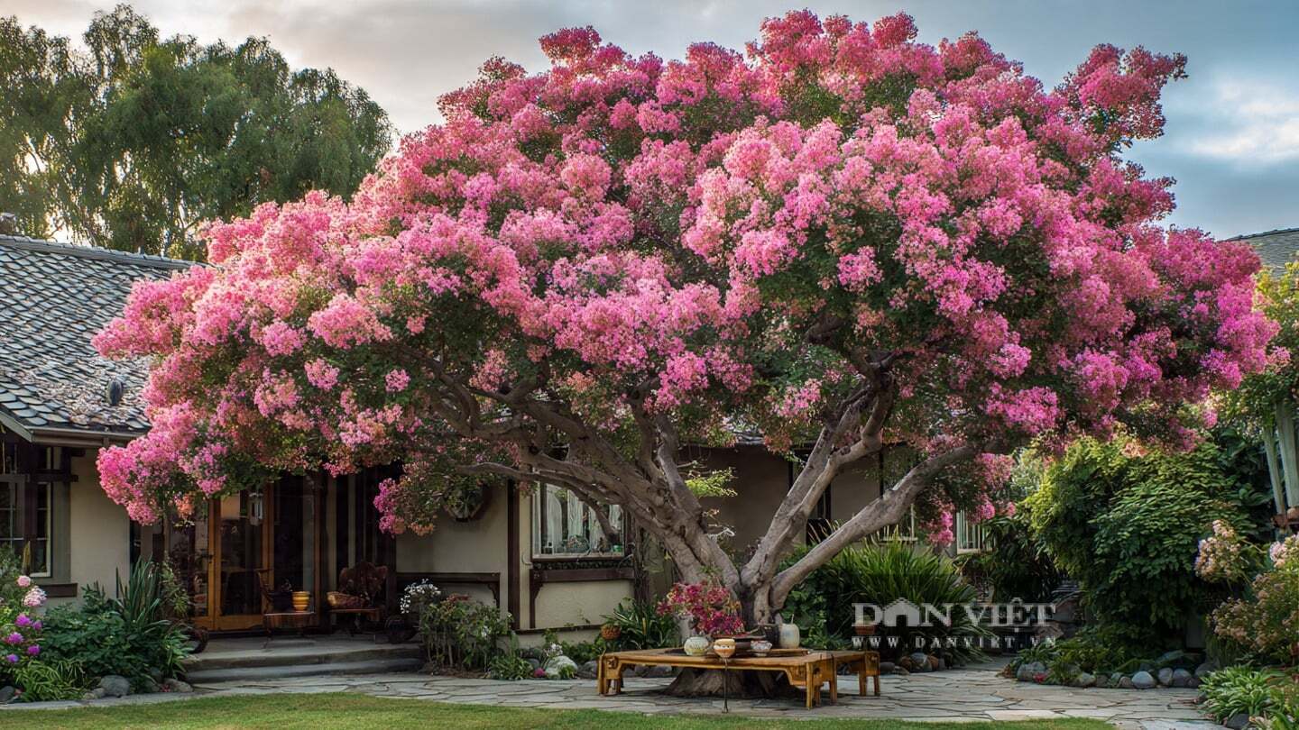 Người xưa cho rằng, trồng cây tường vi trong sân nhà có thể xua đuổi tà ma