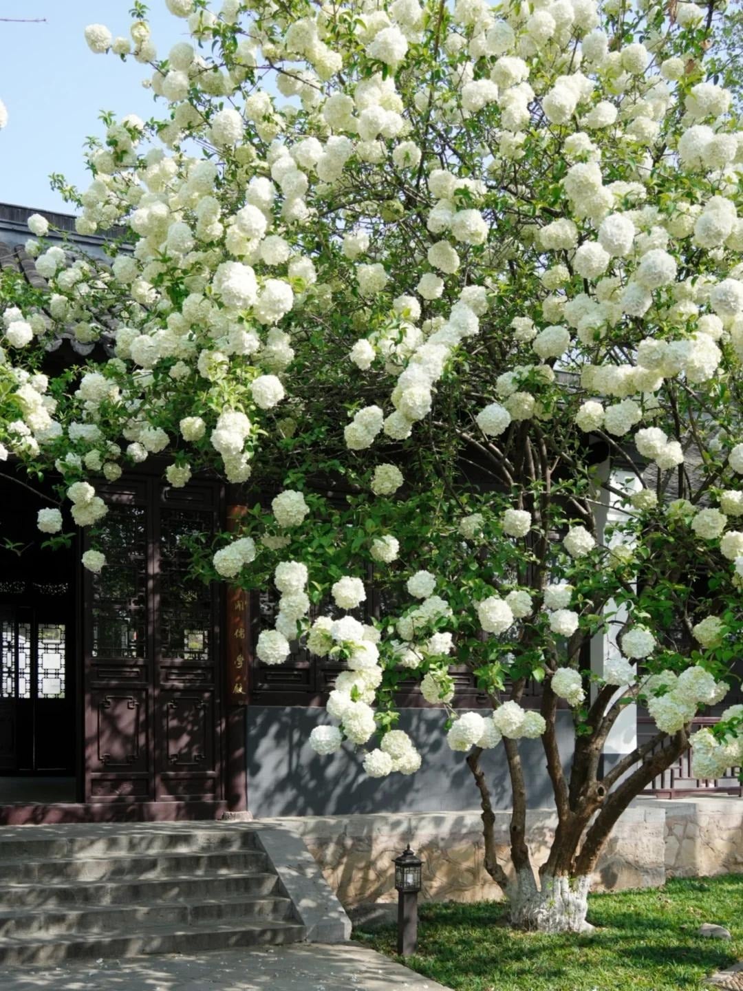 Người xưa dặn: Trồng bóng tuyết trong sân mang lại sự thịnh vượng cho gia đình. Ảnh minh họa Toutiao