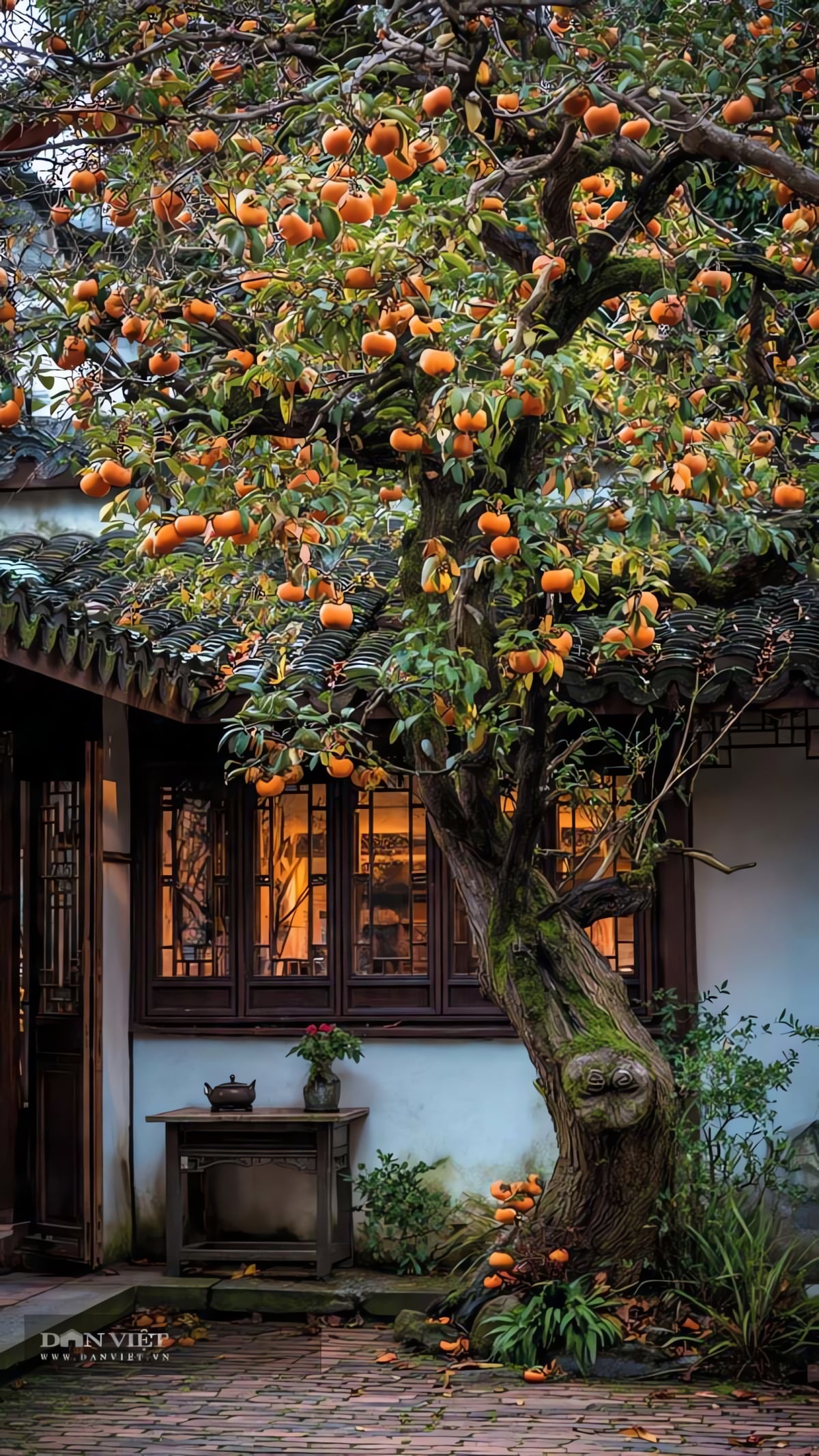 Cả cây hồng đỏ rực những quả vàng treo lúc lỉu