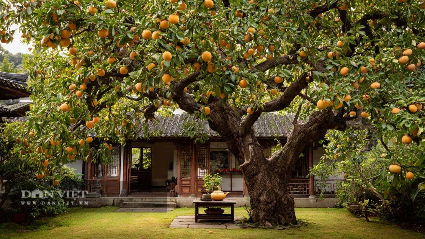 Không chỉ 4 mùa xinh đẹp, hồng trở thành cây cảnh được ưa thích của cả người giàu lẫn người nghèo