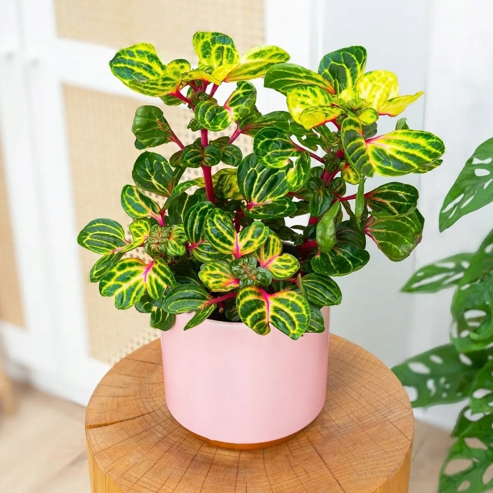 Cây cảnh này được biết đến như hoa tài lộc.