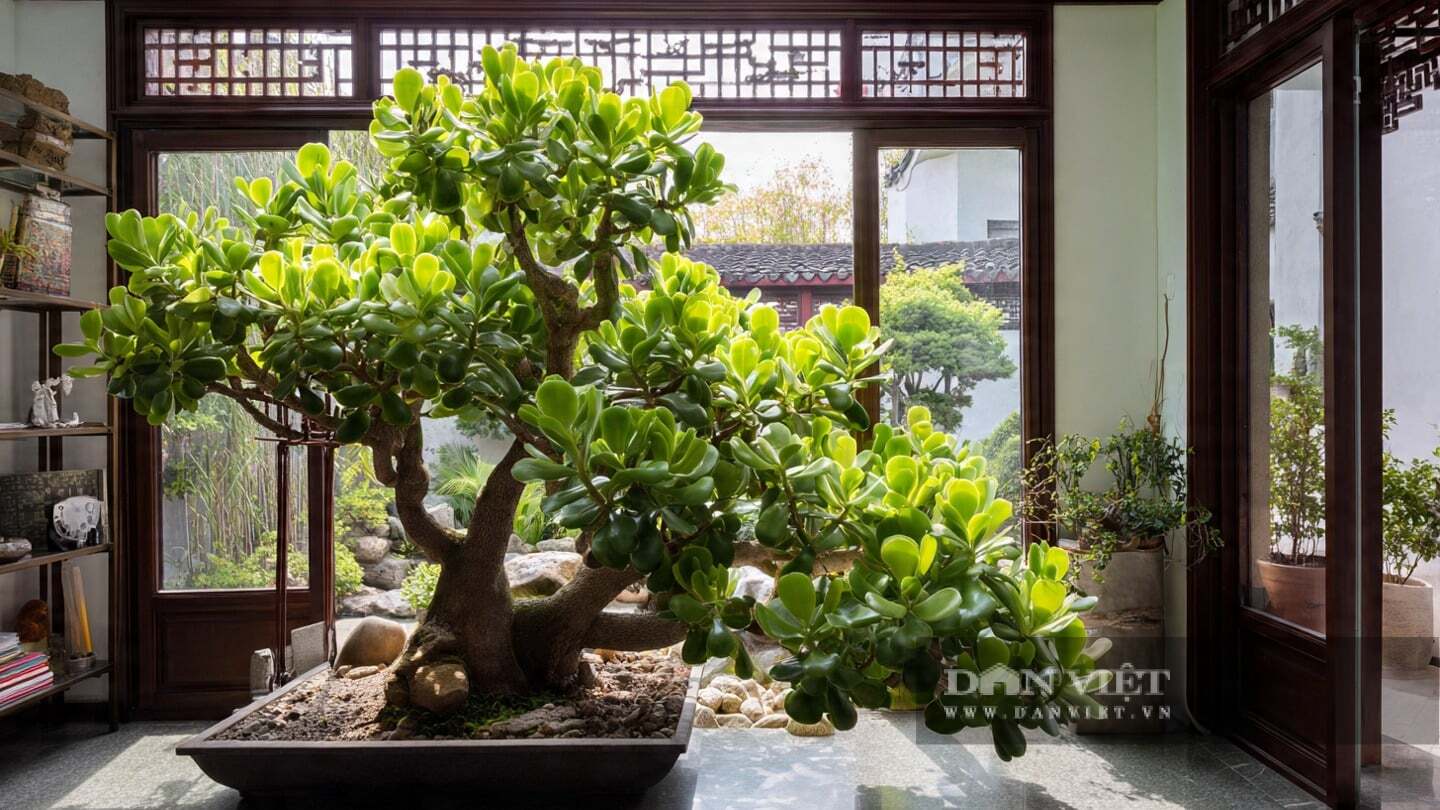 Cây ngọc bích, do tên gọi và hình dáng mang ý nghĩa tốt lành, được coi là hoa của sự giàu có.