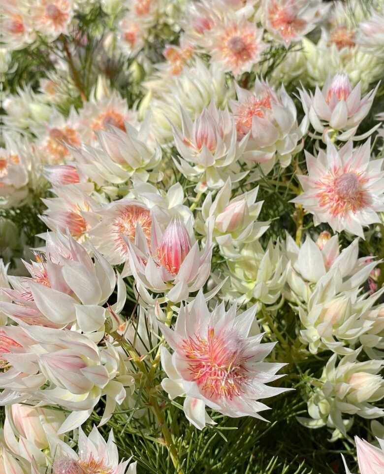 Loài hoa nghe tên đã đỏ mặt, nở suốt 90 ngày mới tàn, đẹp đến mức được gọi là tuyệt phẩm - 2