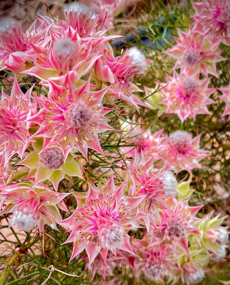 Loài hoa nghe tên đã đỏ mặt, nở suốt 90 ngày mới tàn, đẹp đến mức được gọi là tuyệt phẩm - 4