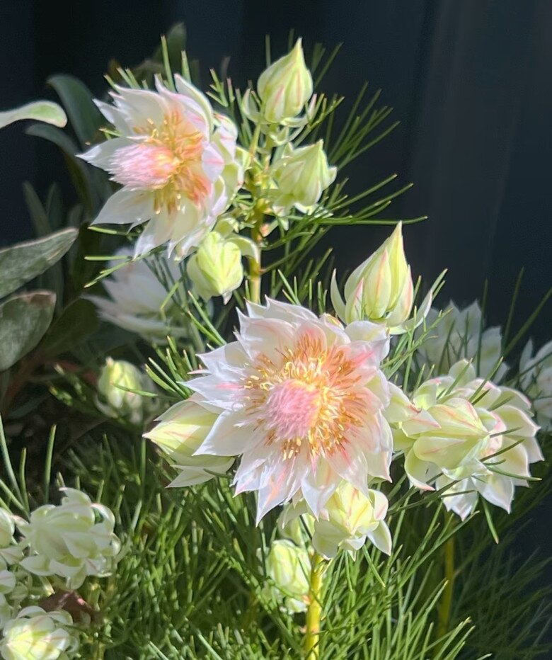 Loài hoa nghe tên đã đỏ mặt, nở suốt 90 ngày mới tàn, đẹp đến mức được gọi là tuyệt phẩm - 5