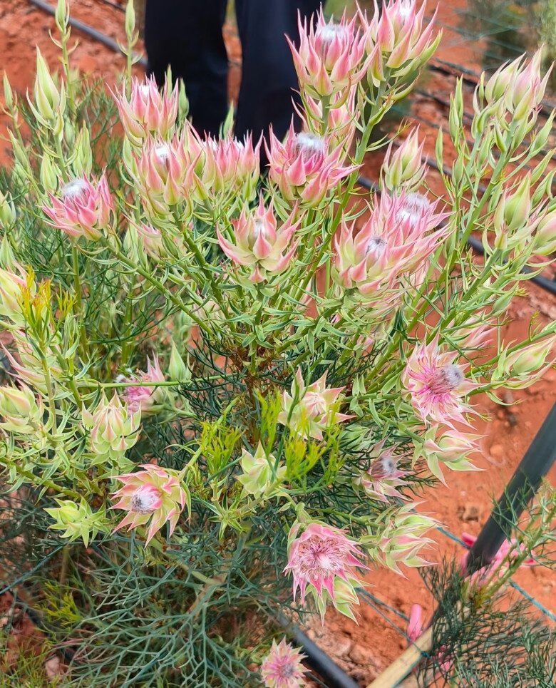 Loài hoa nghe tên đã đỏ mặt, nở suốt 90 ngày mới tàn, đẹp đến mức được gọi là tuyệt phẩm - 8