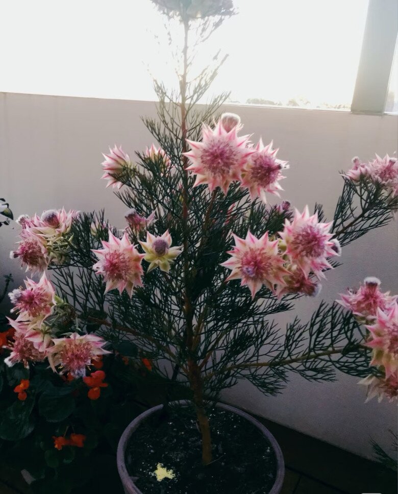 Loài hoa nghe tên đã đỏ mặt, nở suốt 90 ngày mới tàn, đẹp đến mức được gọi là tuyệt phẩm - 9