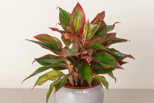 Đối với những người mệnh Hỏa bạn nên chọn những giống cây có màu sắc hoặc hoa nổi bật như đỏ, cam, hồng, tím để rước may mắn cho bản thân.